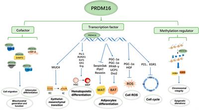 PRDM16 Regulating Adipocyte Transformation and Thermogenesis: A Promising Therapeutic Target for Obesity and Diabetes